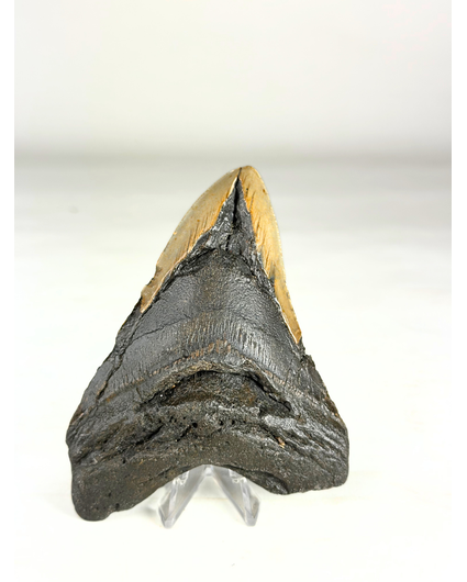Dente di Megalodon "Broken Scythe" (USA) - 12,3 cm
