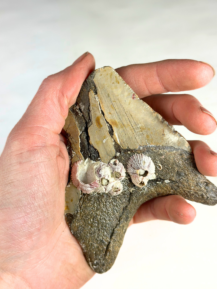 Megalodon-Zahn "Poltergeist Lair" (US) - 11 cm