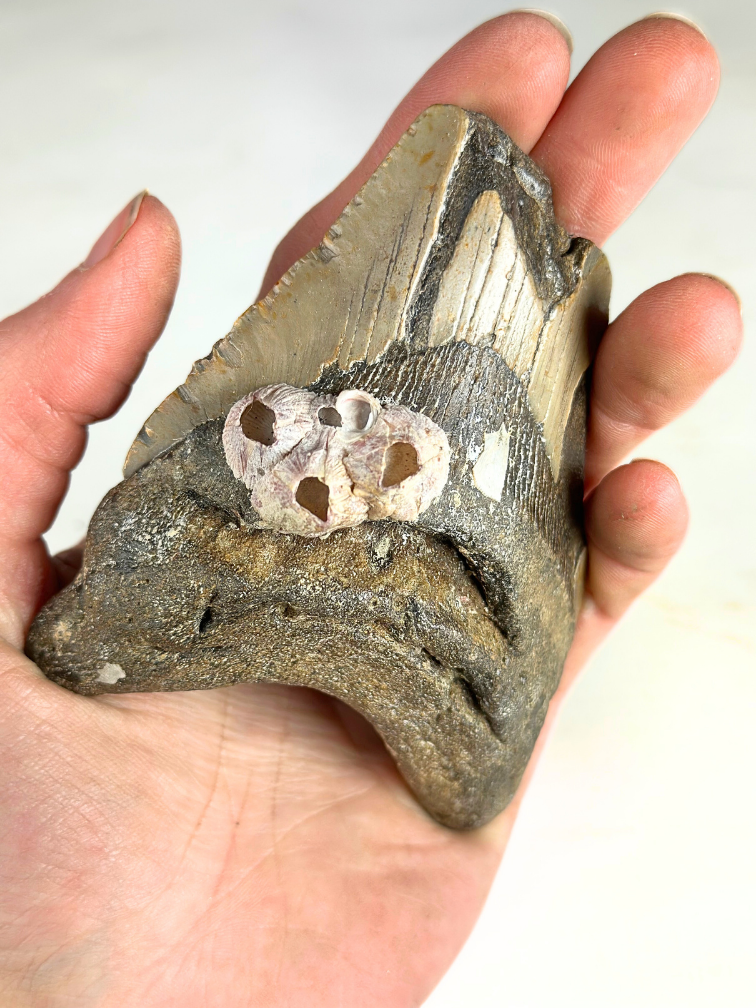 Dent de mégalodon "Poltergeist Lair" (US) - 11 cm