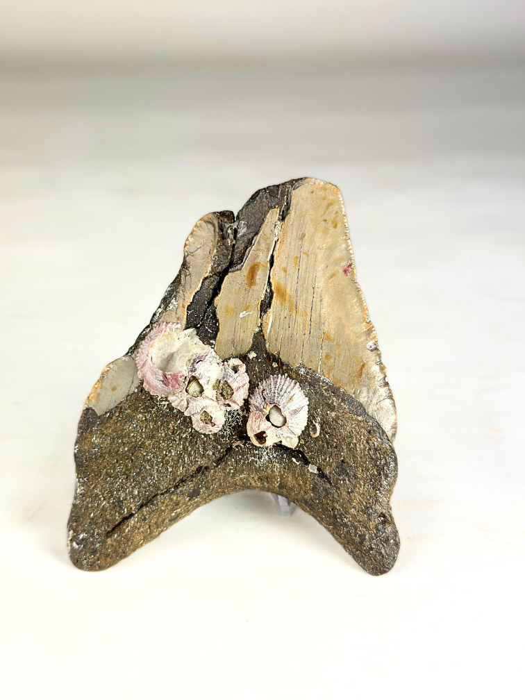 Megalodon Tooth "Poltergeist Lair" (US) - 11 cm