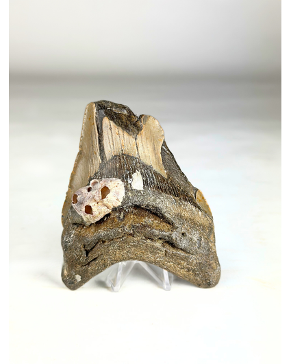 Dente di Megalodon " Poltergeist Lair" (USA) - 11 cm