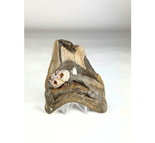 Diente de Megalodón " Poltergeist Lair" (US) - 11 cm