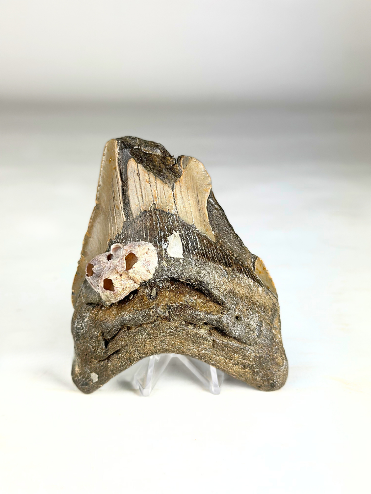 Megalodon-Zahn "Poltergeist Lair" (US) - 11 cm