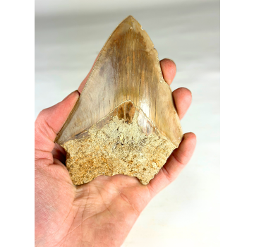 Megalodon tooth "The Survived" (US) - 12.3 cm (4.84 inches)