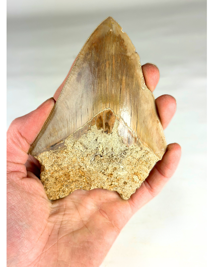 Diente de Megalodón " The Survived" (USA) - 12,3 cm (4,84 inch)