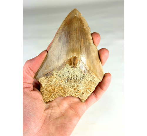 Megalodon-Zahn " The Survived" (US) - 12,3 cm (4,84 inch)