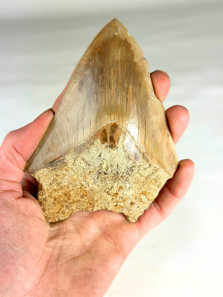 Dente di Megalodon " The Survived" (USA) - 12,3 cm (4,84 Inch)