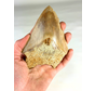 Megalodon tooth "The Survived" (US) - 12.3 cm (4.84 inches)