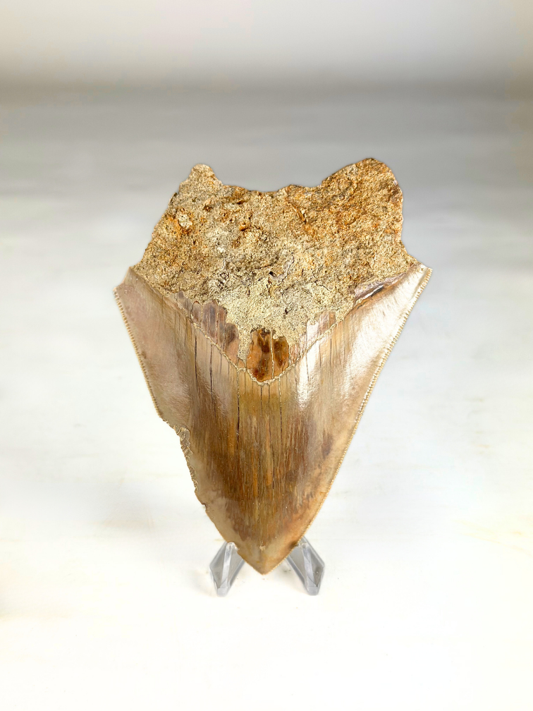 Dente di Megalodon " The Survived" (USA) - 12,3 cm (4,84 Inch)