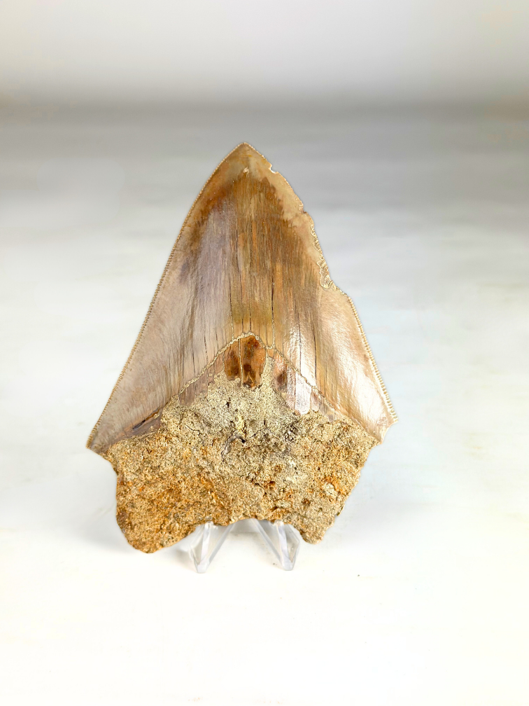 Dente di Megalodon " The Survived" (USA) - 12,3 cm (4,84 Inch)