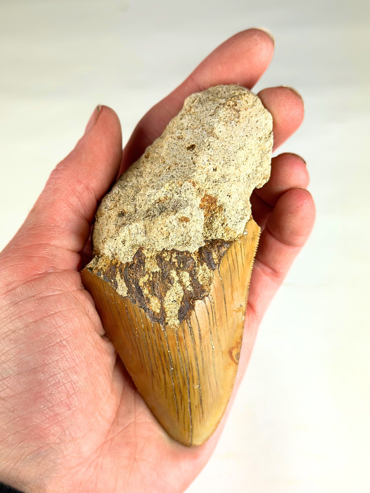 Dent de mégalodon "Stone Knife" (Indonésie) - 11 cm