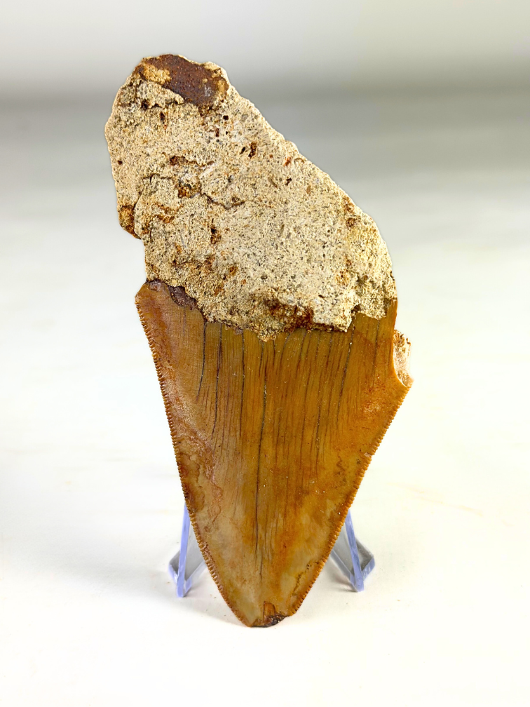 Dente di Megalodon "Stone Knife" (Indonesia) - 11 cm
