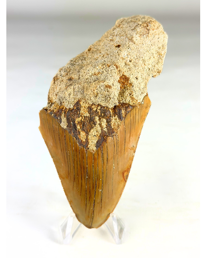 Dente di Megalodon "Stone Knife" (Indonesia) - 11 cm