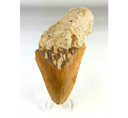 Megalodon-Zahn "Stone Knife" (Indonesien) - 11 cm