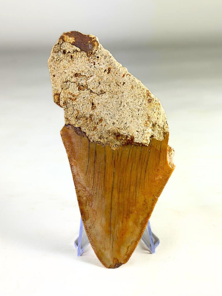 Dent de mégalodon "Stone Knife" (Indonésie) - 11 cm