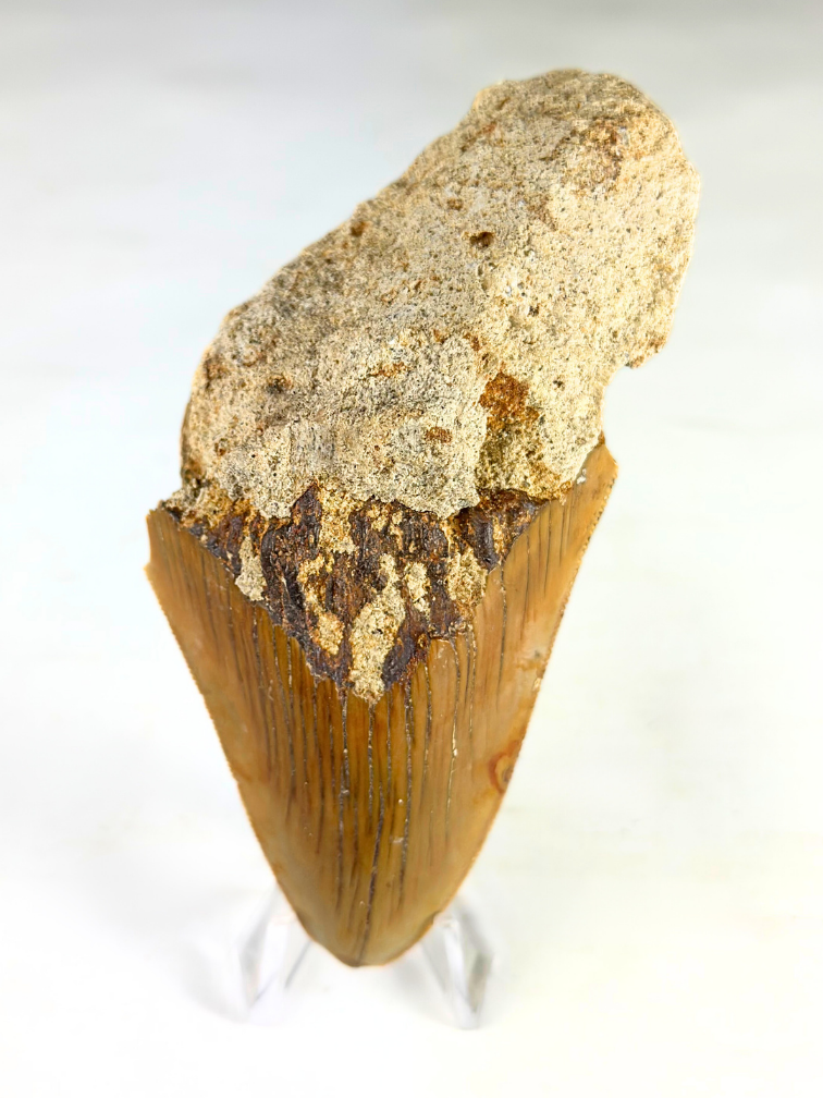 Diente de Megalodon "Stone Knife" (Indonesia) - 11 cm