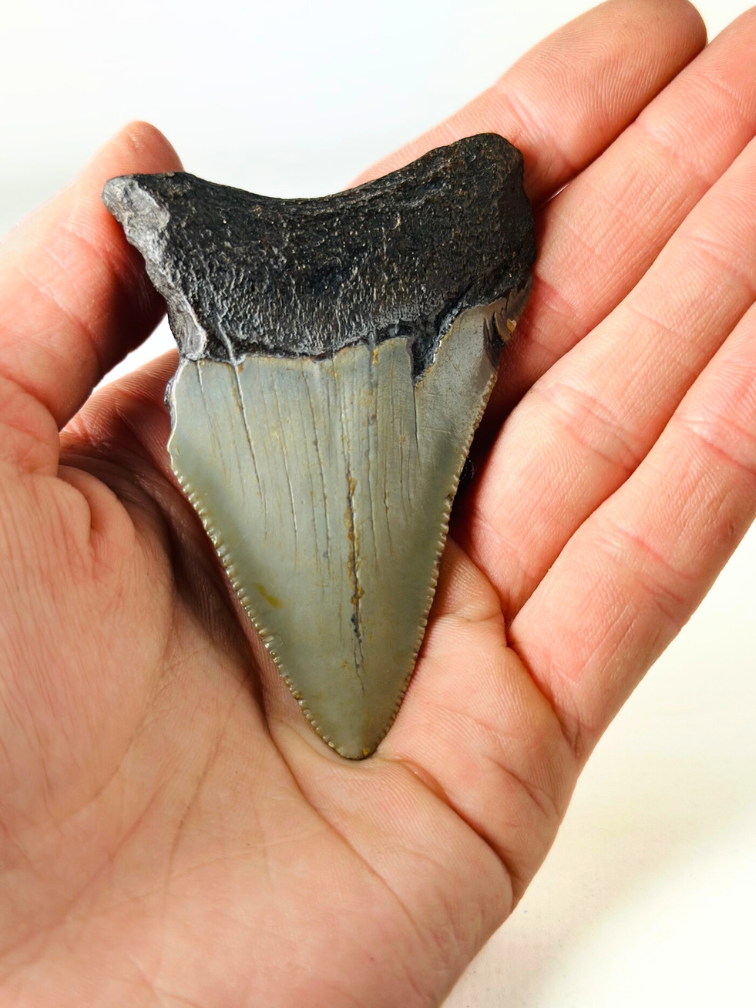 Dente di Megalodon ''The Lifesaver'' (USA) - 7,6 cm