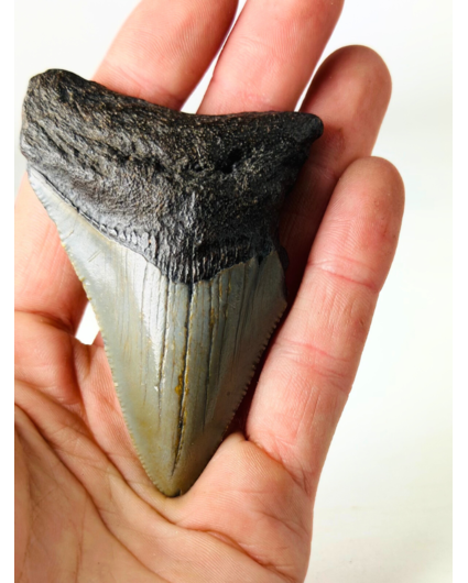 Megalodon-Zahn ''The Lifesaver'' (US) - 7,6 cm