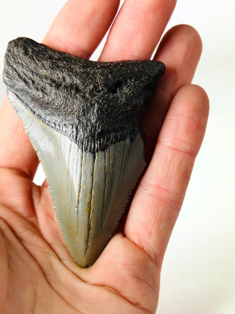 Dente di Megalodon ''The Lifesaver'' (USA) - 7,6 cm