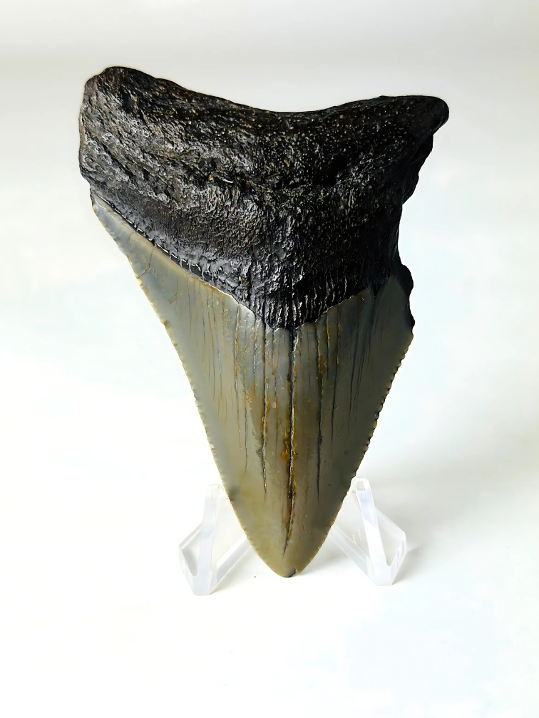 Megalodon tooth ''The Lifesaver'' (US) - 7,6 cm