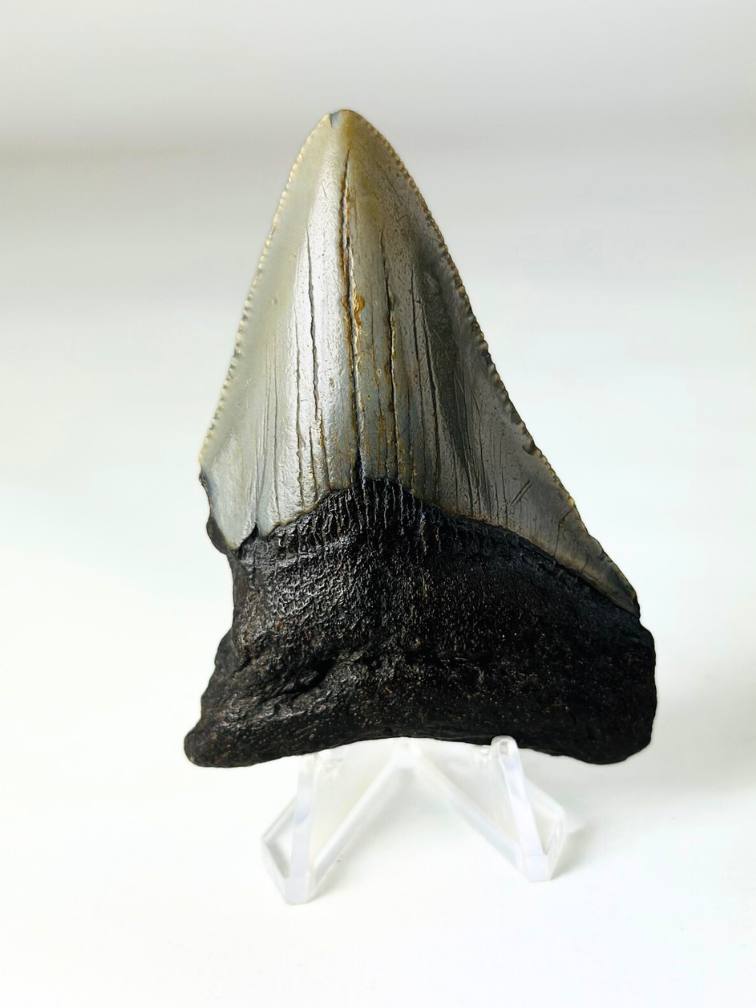 Megalodon tooth ''The Lifesaver'' (US) - 7,6 cm
