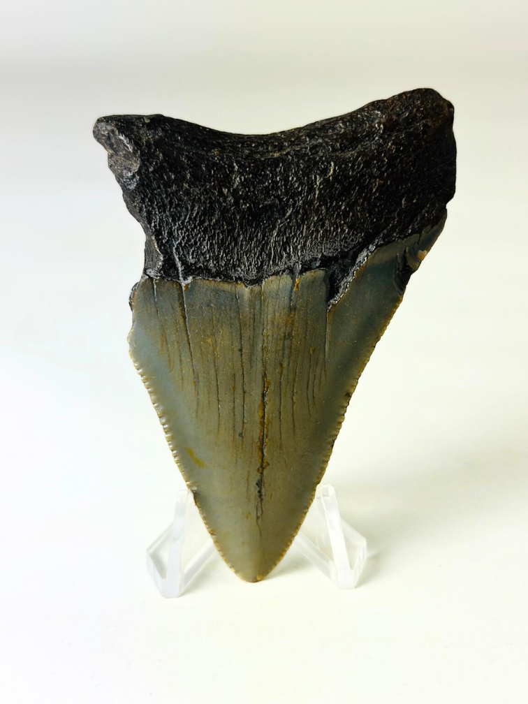 Dente di Megalodon ''The Lifesaver'' (USA) - 7,6 cm