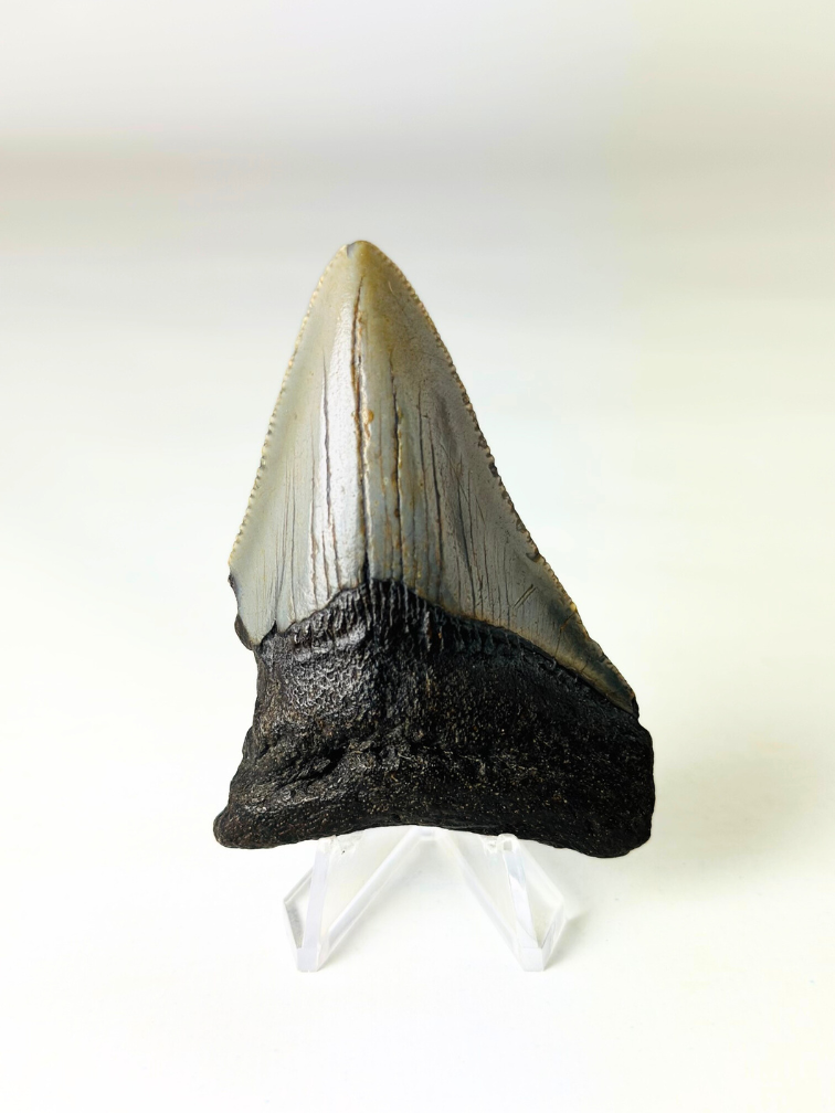 Megalodon tooth ''The Lifesaver'' (US) - 7,6 cm