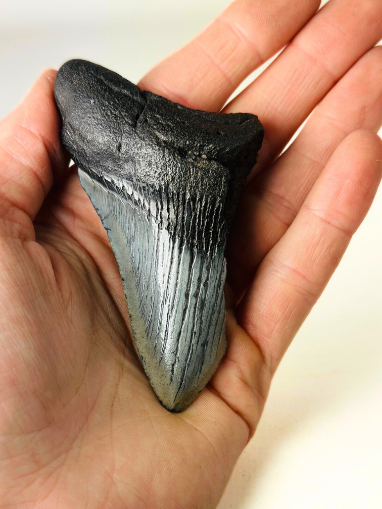Dent de mégalodon ''Ancient Sabre'' (US) - 8,9 cm