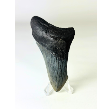 Megalodon tooth ''Ancient Sabre'' (US) - 8,9 cm