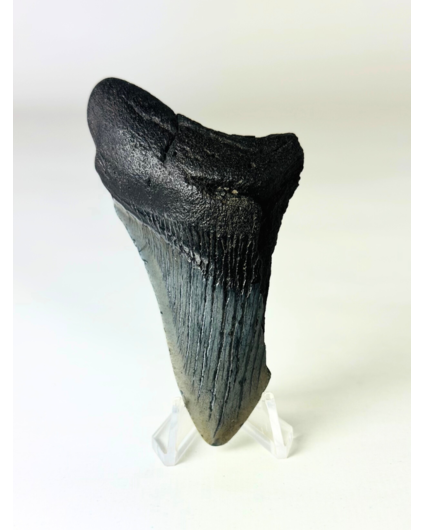 Dente di Megalodon ''Ancient Sabre'' (USA) - 8,9 cm