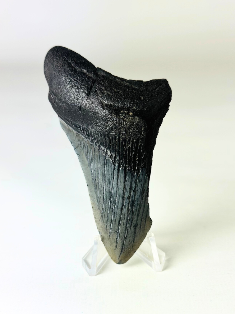 Megalodon tooth ''Ancient Sabre'' (US) - 8,9 cm
