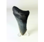 Diente de Megalodon ''Ancient Sabre'' (US) - 8,9 cm