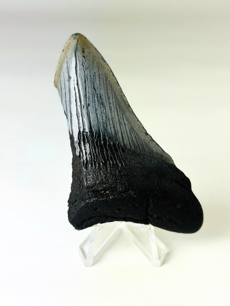 Megalodon tand ''Ancient Sabre'' (VS) - 8,9 cm