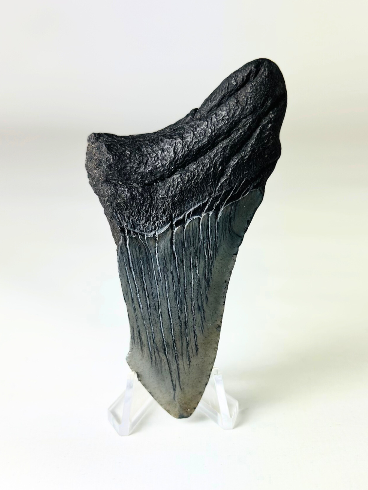 Dente di Megalodon ''Ancient Sabre'' (USA) - 8,9 cm