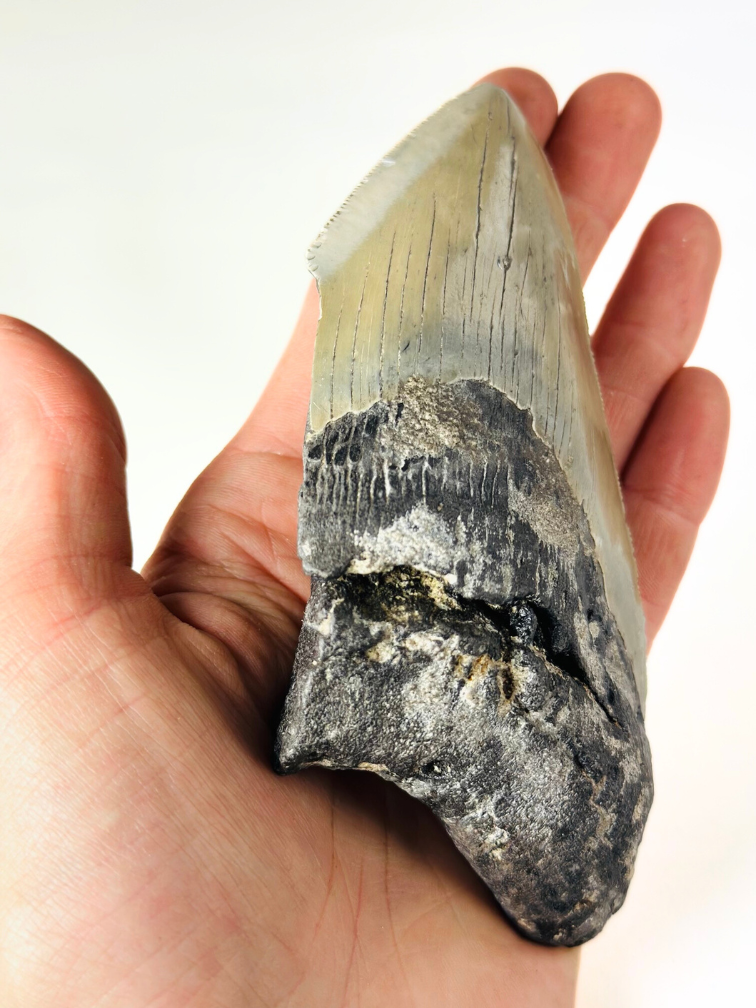 Megalodon tand 'The Legendary' (VS) - 12,4 cm