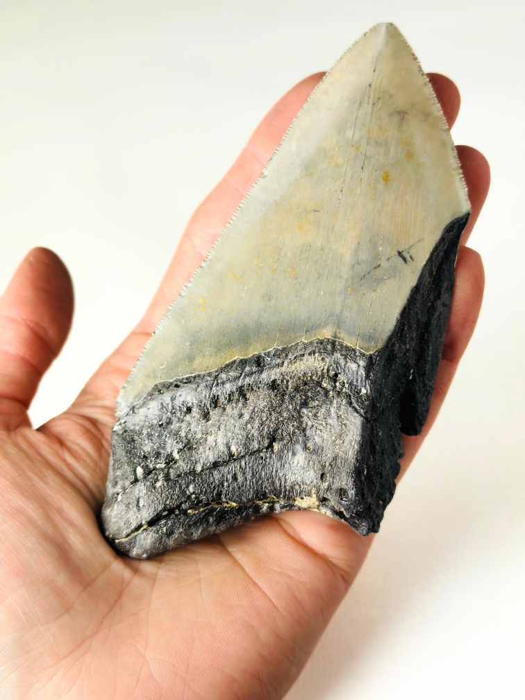 Megalodon tand 'The Legendary' (VS) - 12,4 cm