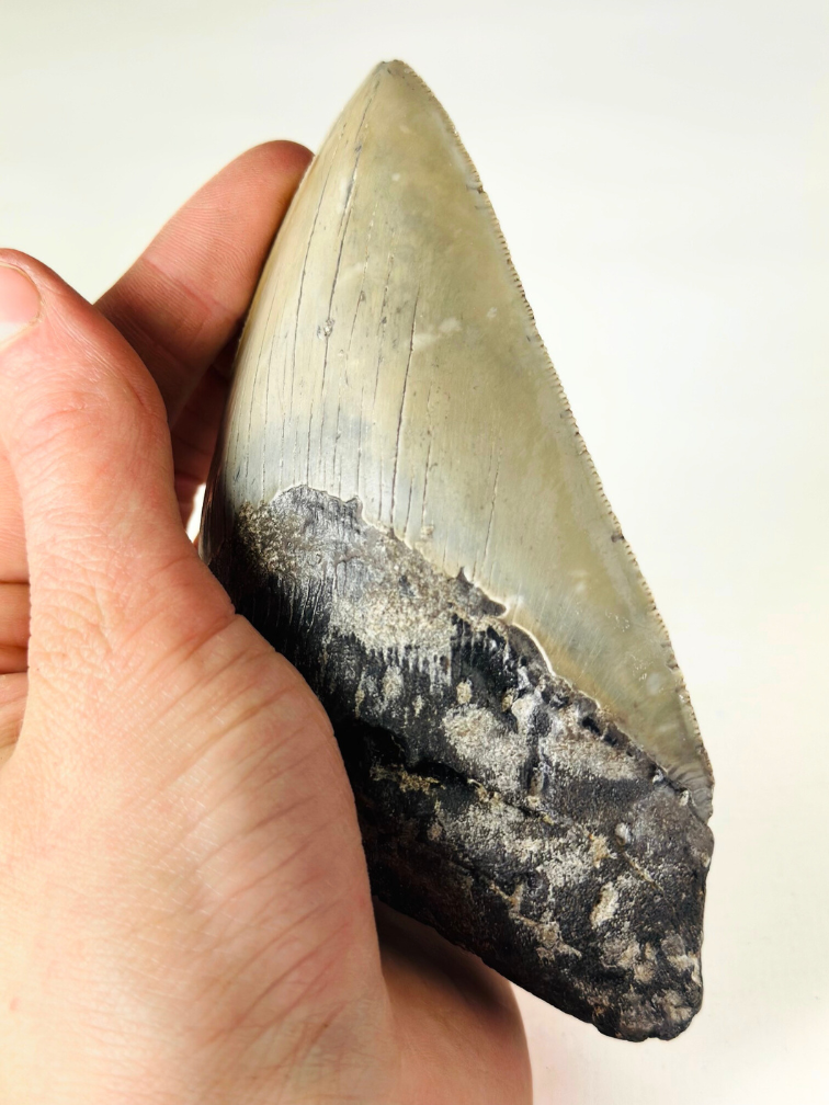 Dent de Megalodon "The Legendary" (US) - 12,4 cm