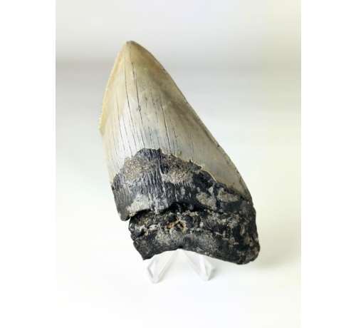 Megalodon-Zahn 'The Legendary' (US) - 12,4 cm