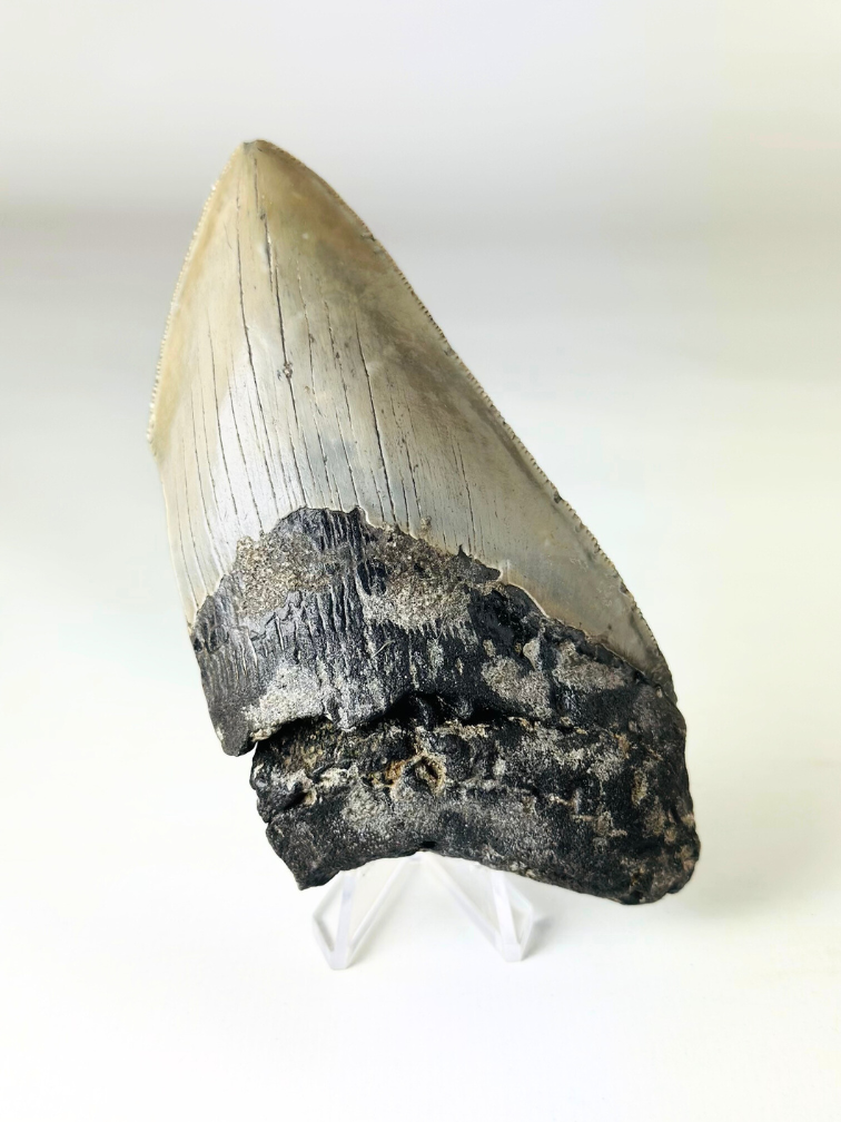 Megalodon tand 'The Legendary' (VS) - 12,4 cm