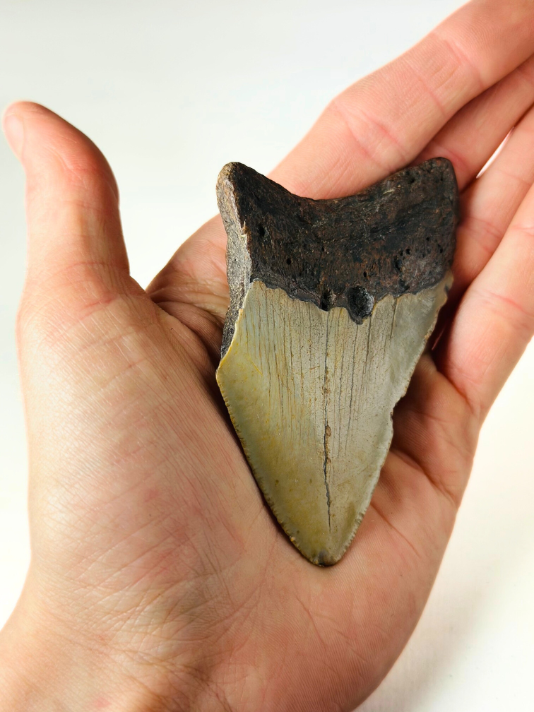 Dent de mégalodon ''The Strong'' (US) - 8,8 cm