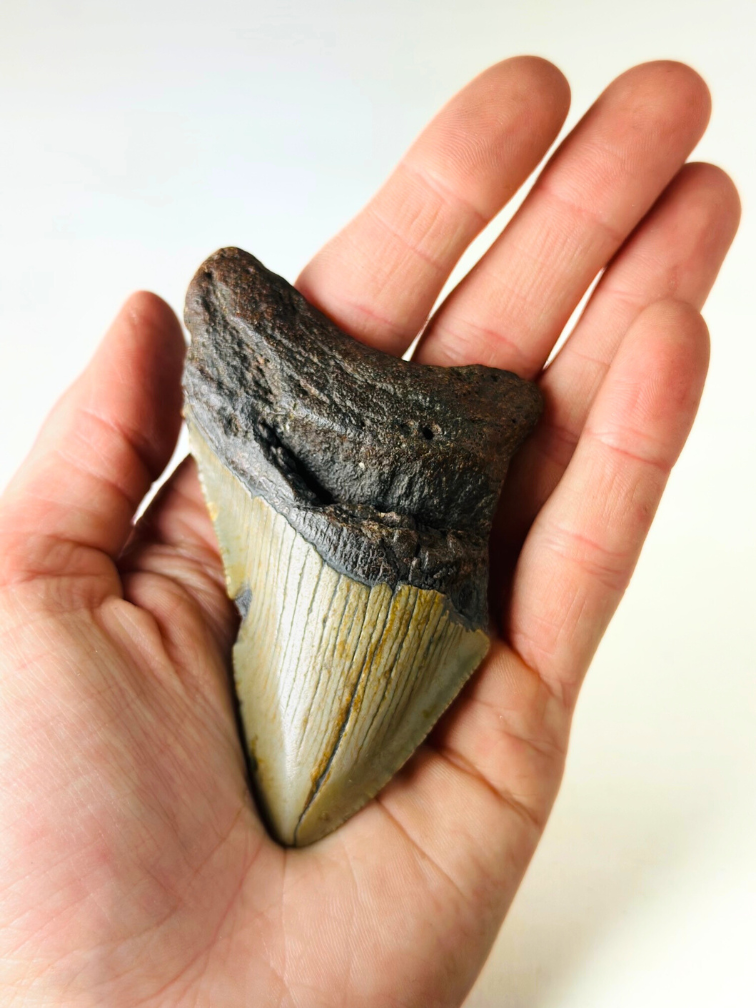 Megalodon tand ''The Strong'' (VS) - 8,8 cm