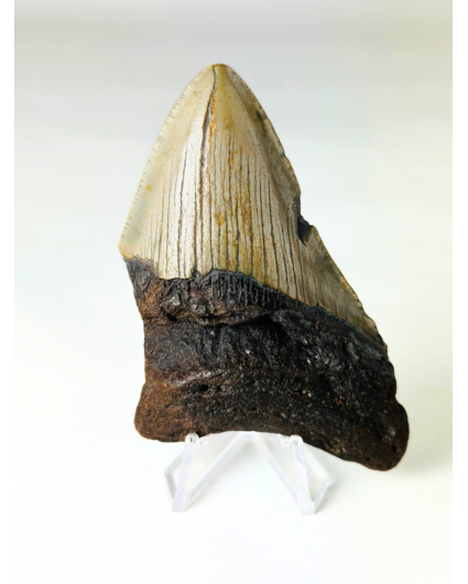 Dente di Megalodon ''The Strong'' (USA) - 8,8 cm
