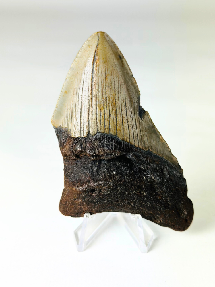 Megalodon-Zahn ''The Strong'' (US) - 8,8 cm