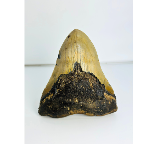 Dente di Megalodon "Sharp Shooter" (USA) - 12,9 cm