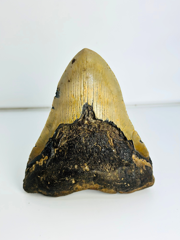 Diente de Megalodon "Sharp Shooter" (US) - 12,9 cm