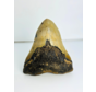 Megalodon Tooth "Sharp Shooter" (US) - 12,9 cm