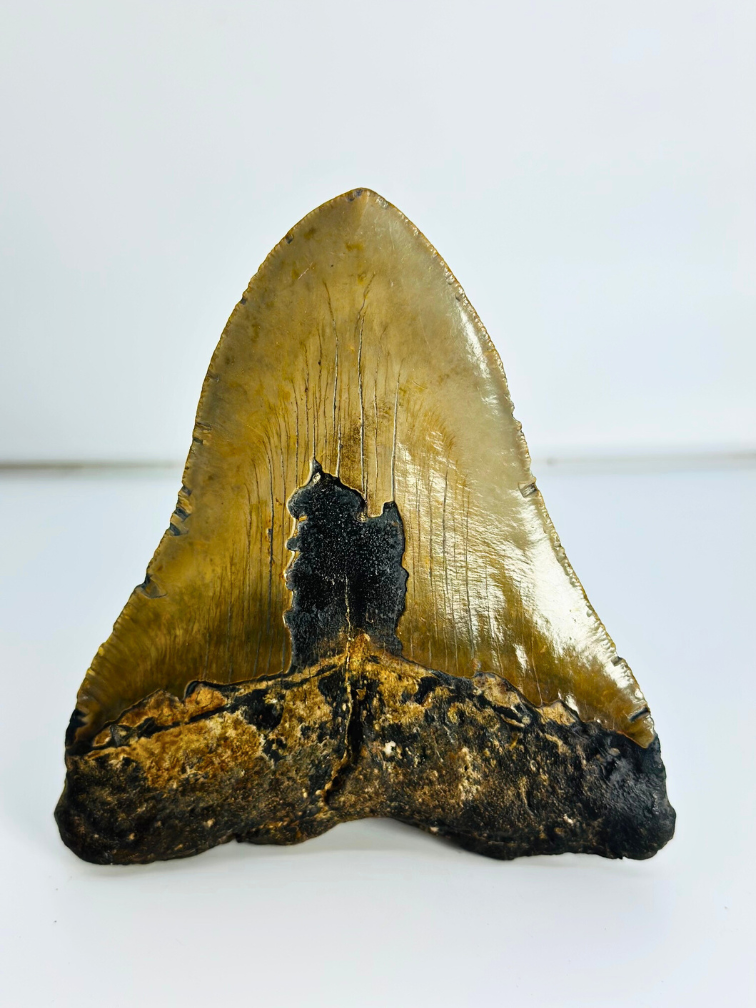 Megalodon Tand "Sharp Shooter" (VS) - 12,9 cm