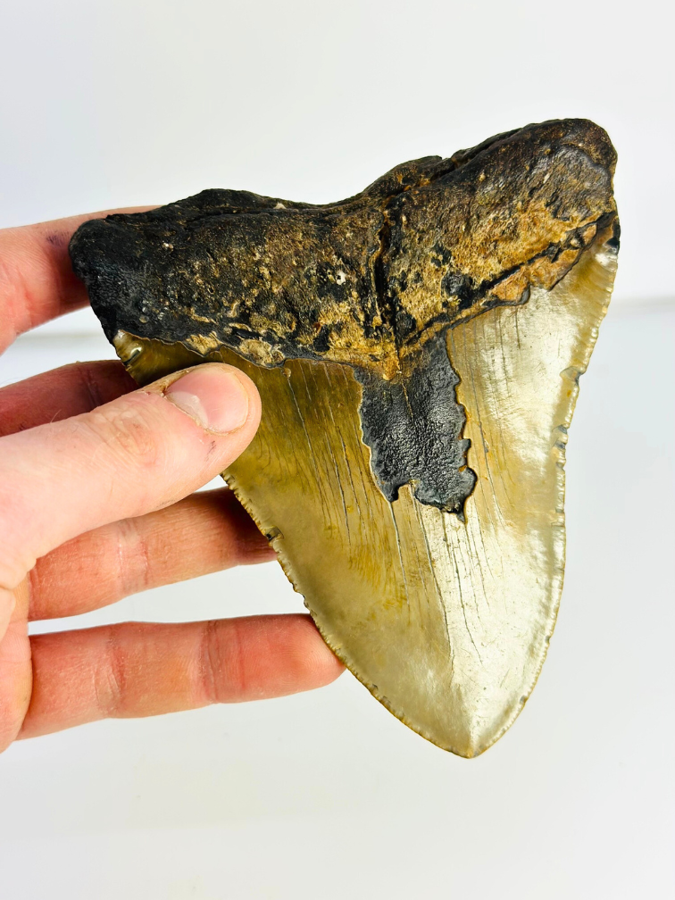 Dente di Megalodon "Sharp Shooter" (USA) - 12,9 cm