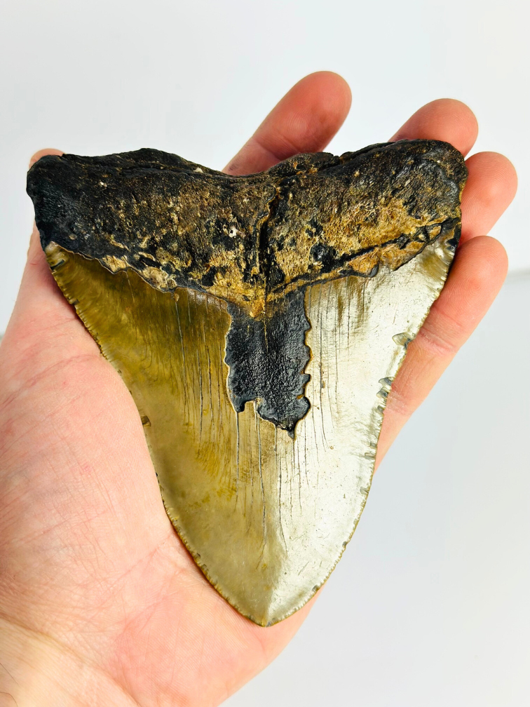 Diente de Megalodon "Sharp Shooter" (US) - 12,9 cm