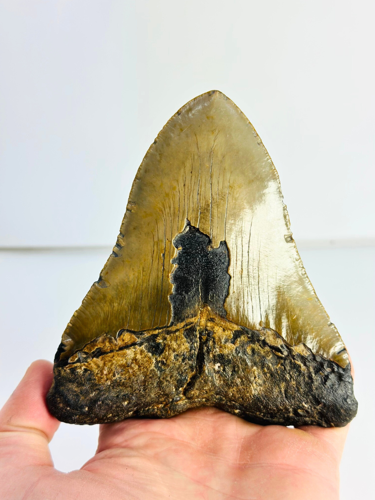 Dente di Megalodon "Sharp Shooter" (USA) - 12,9 cm